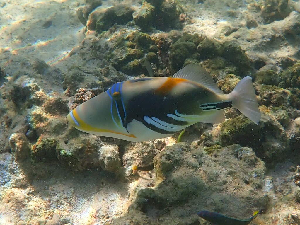 Picasso triggerfish over reef at Ningaloo