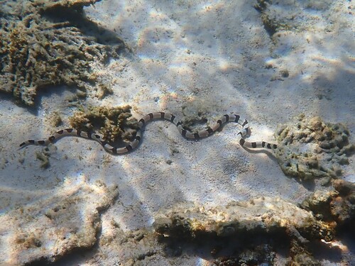 Banded snake eel (Myrichthys colubrinus) — Ophichthidae — 3