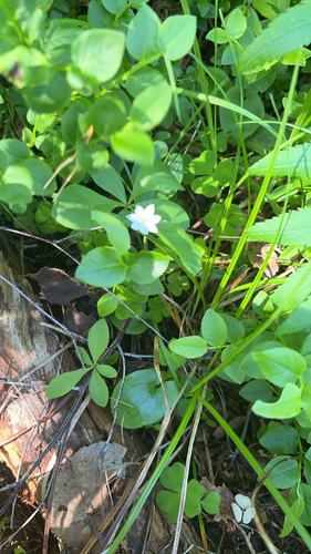 Arctic Starflower