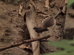 Rhipidura albogularis