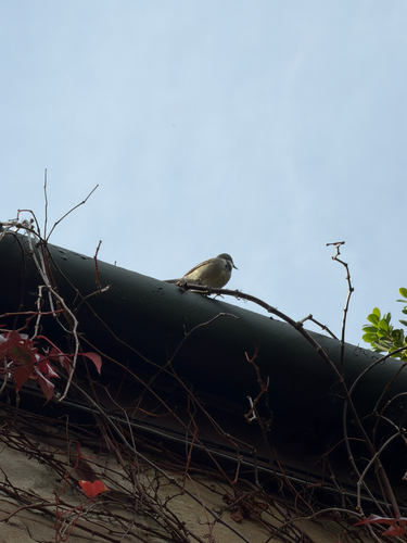 iNaturalist image