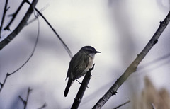 Acrocephalus melanopogon