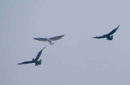 Parasitic Jaeger, 4323 Ellemeet, Nederland, photo 7 of 10