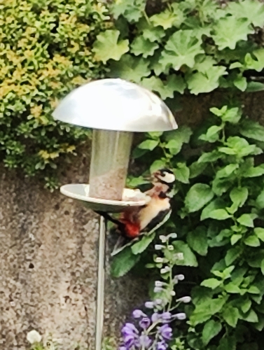 Great Spotted Woodpecker