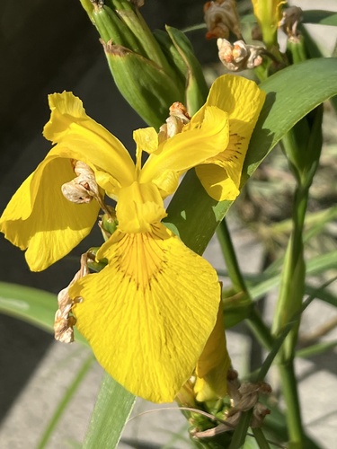 Yellow Iris