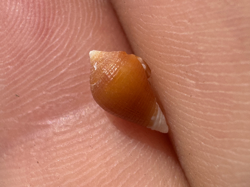 Lovellona atramentosa observed 2026-06-05