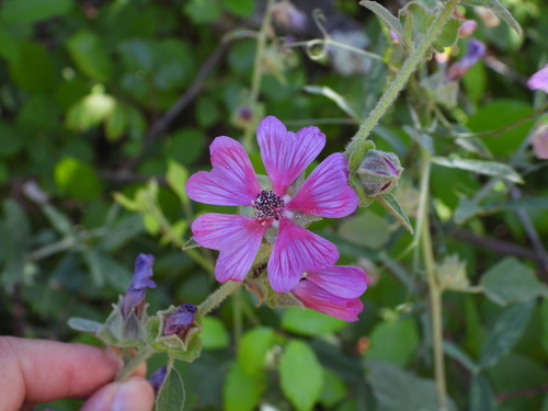 Malva olbia, photograph 4