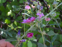 Malva olbia, photograph (c) Duarte Frade, some rights reserved (CC BY)