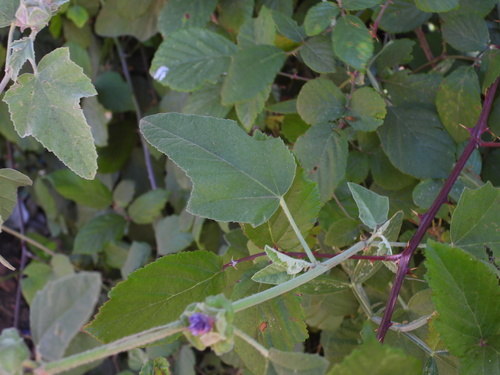 Malva olbia, photograph 3
