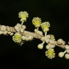 Mallotus tetracoccus