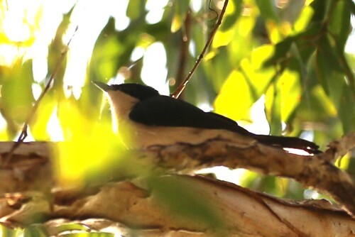 Paperbark Flycatcher (Myiagra nana), photo 7
