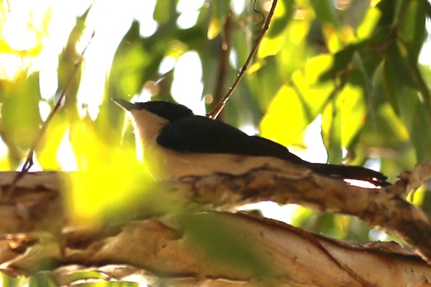 Paperbark Flycatcher (Myiagra nana), photo 5