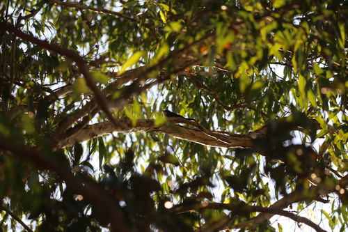 Paperbark Flycatcher (Myiagra nana), photo 8