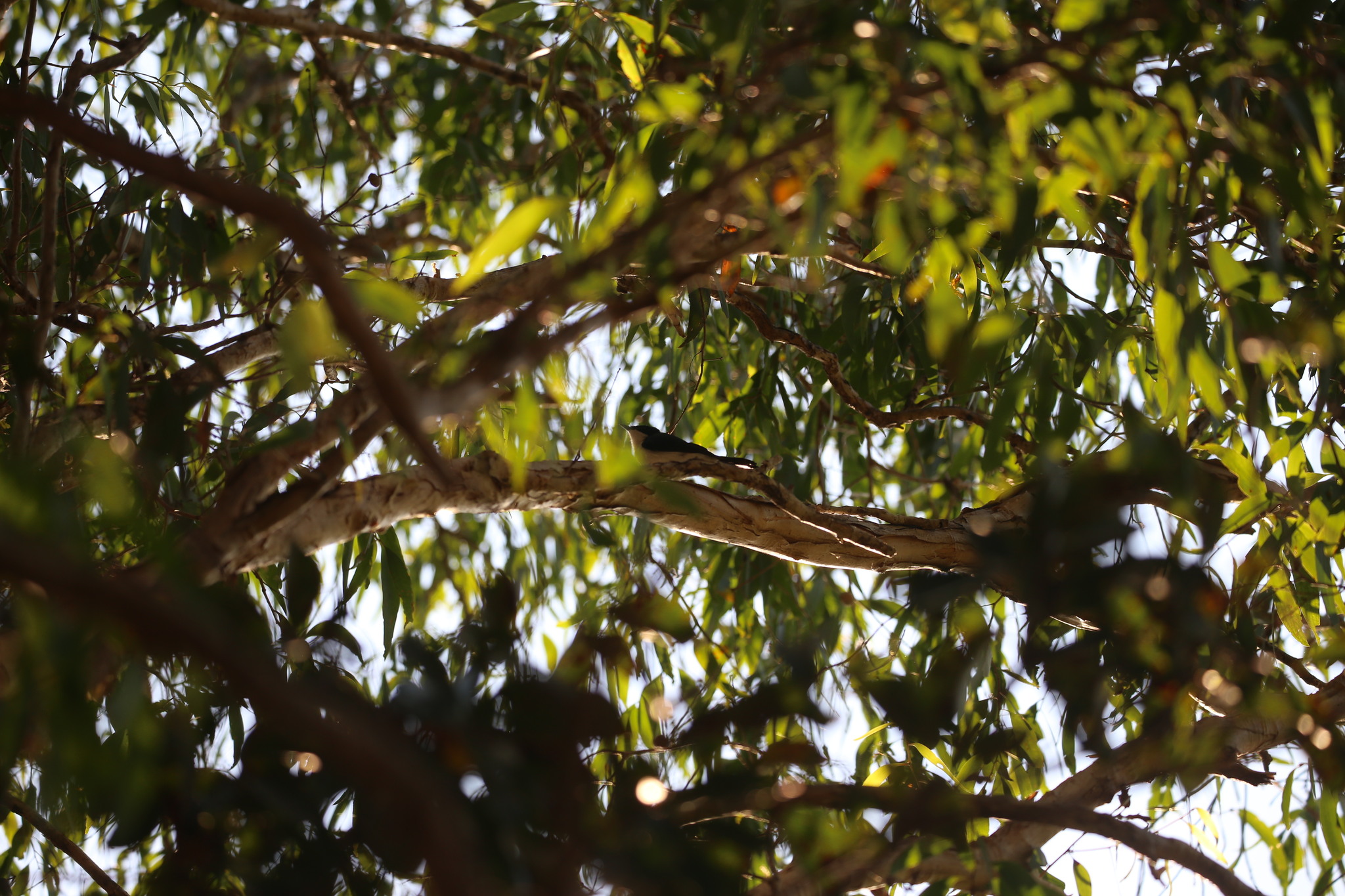 Paperbark Flycatcher (Myiagra nana), photo 6