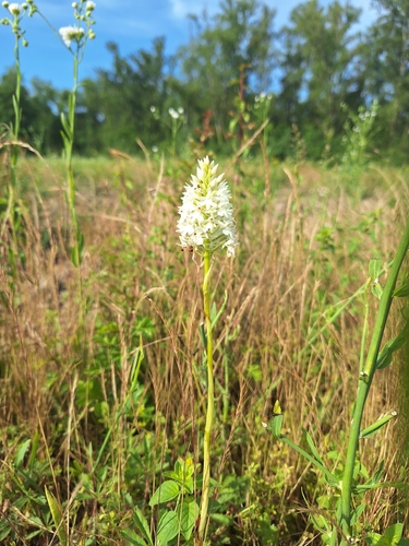 pyramidal orchid