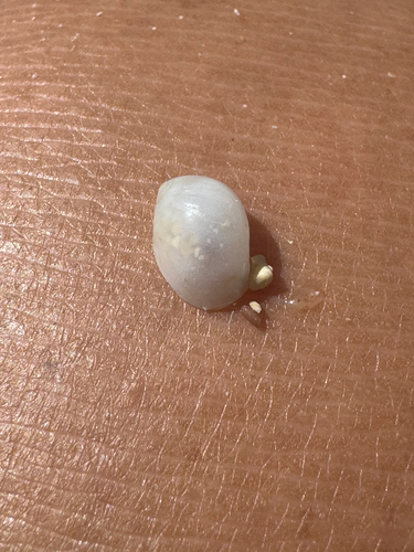 Polinices mammilla, 2026-06-05