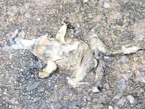 Asian Common Toad