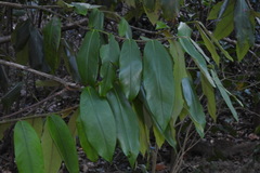 Diospyros blancoi