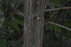 Diospyros blancoi