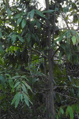 Diospyros blancoi