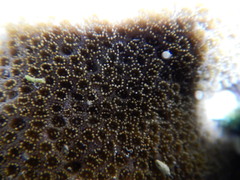 Scleractinia
