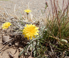 Malacothrix fendleri