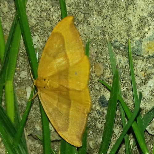 Barred Hook-tip, photo 3 of 10