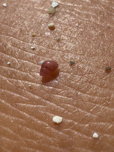 Alcyna observed 2026-06-05