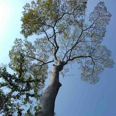 Roseodendron donnell-smithii