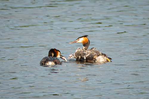 iNaturalist image