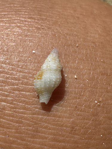 Prodotia iostoma observed 2026-06-05