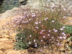 Limonium multiforme