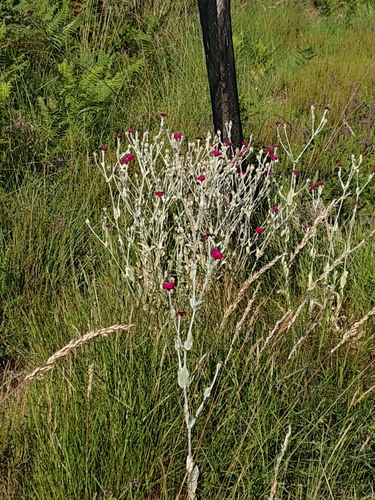 Rose campion