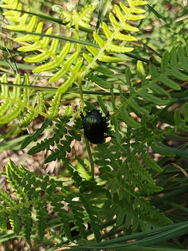 Rosemary Beetle