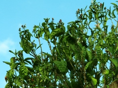 Justicia adhatodoides