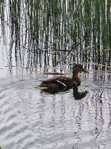 iNaturalist image