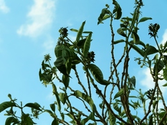 Justicia adhatodoides