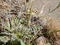 Malacothrix fendleri