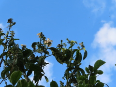 Justicia adhatodoides