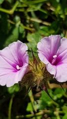 Ipomoea wightii