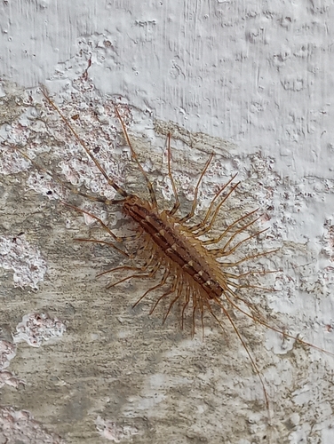 House Centipede