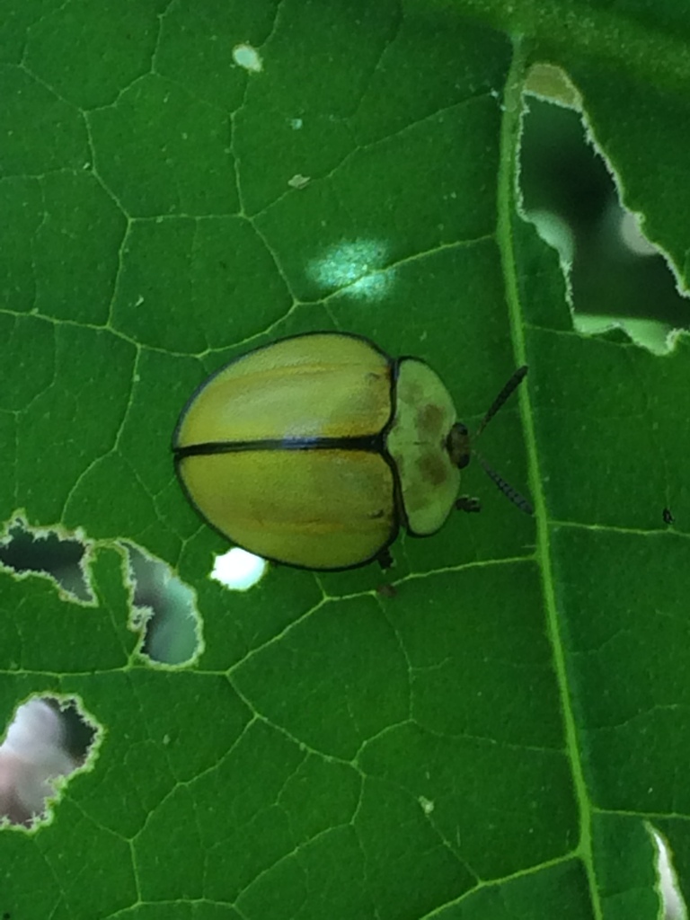 Stolas plagicollis
