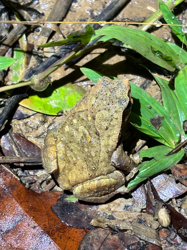Kalophrynus meizon