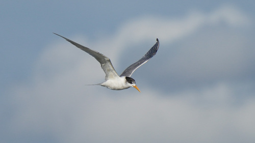 iNaturalist: (c) Brendan Murtha, some rights reserved (CC BY-NC), uploaded by Brendan Murtha iNaturalist image