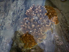 Scleractinia