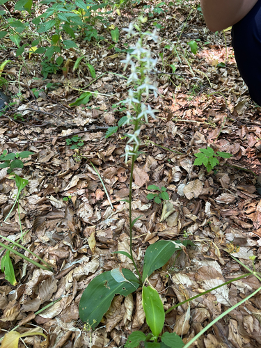 Lesser butterfly-orchid