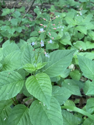 enchanter's-nightshade