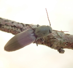 Agriotes pilosellus