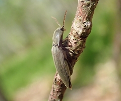 Agriotes pilosellus
