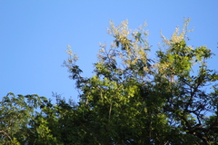 Senegalia bonariensis